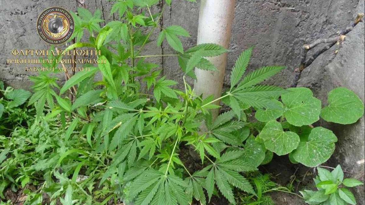 В Фуркатском районе разоблачен человек, выращивающий наркотические растения