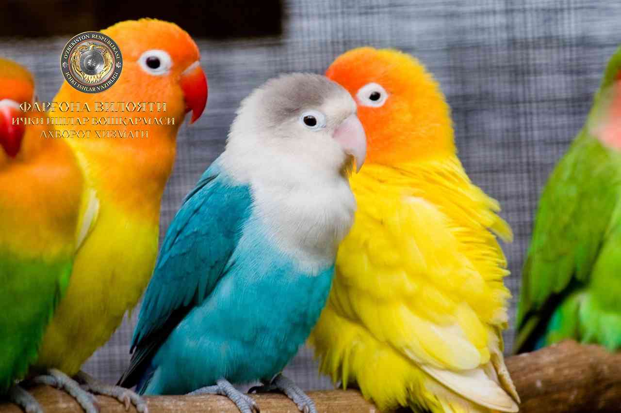В Маргилане возбуждено уголовное дело в отношении лица, который купил птиц на 14 млн сум, …