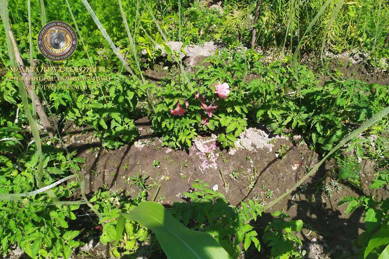 В Фуркатском районе разоблачен человек, выращивавший растение опийного мака
