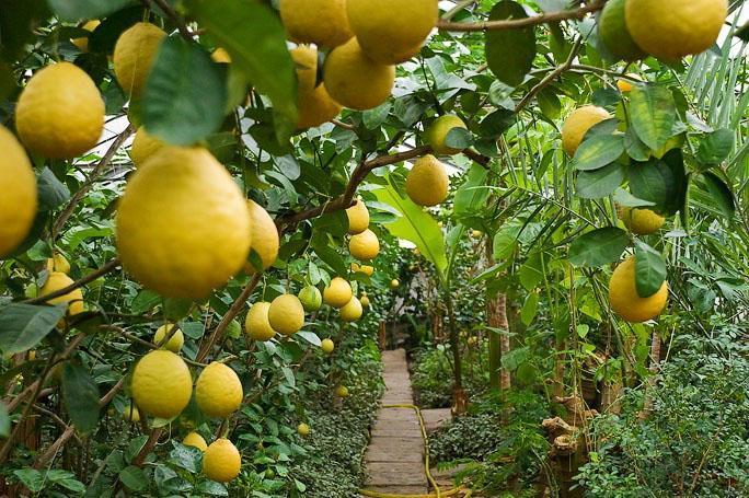 В Учкуприкском районе возбуждено уголовное дело в отношении мужчины, который купил лимоны …