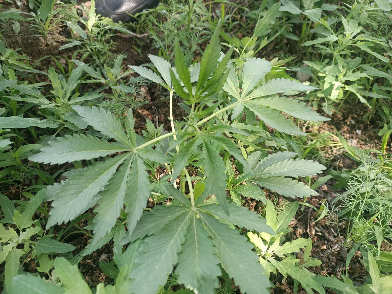 В Куштепинском районе разоблачен человек, выращивающий 25 кустов наркотического растения