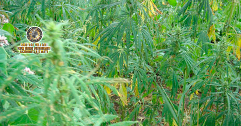 В Фуркатском районе обнаружен человек, ухаживающий за наркотическими растениями каннабиса