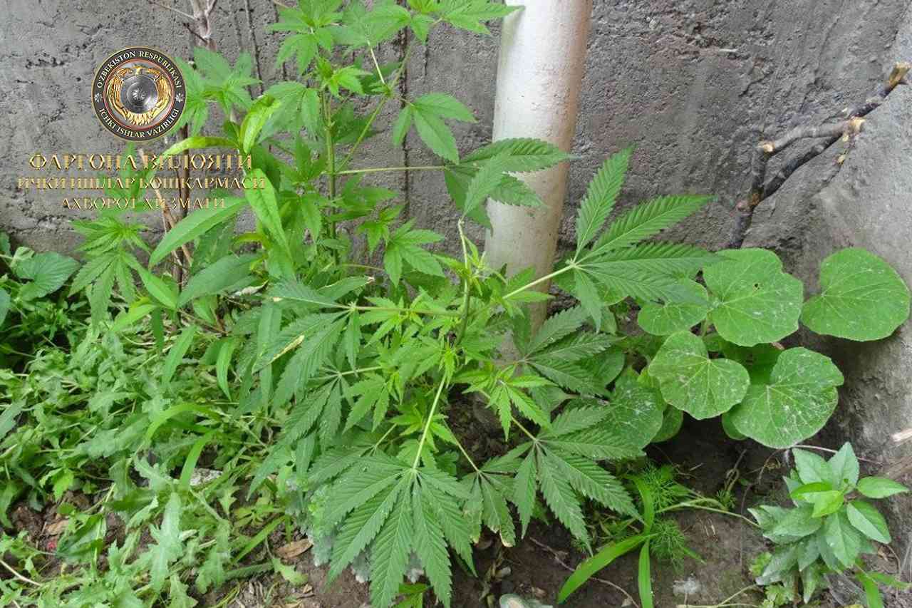 В Кувинском районе выявлен человек, выращивающий наркотические растения