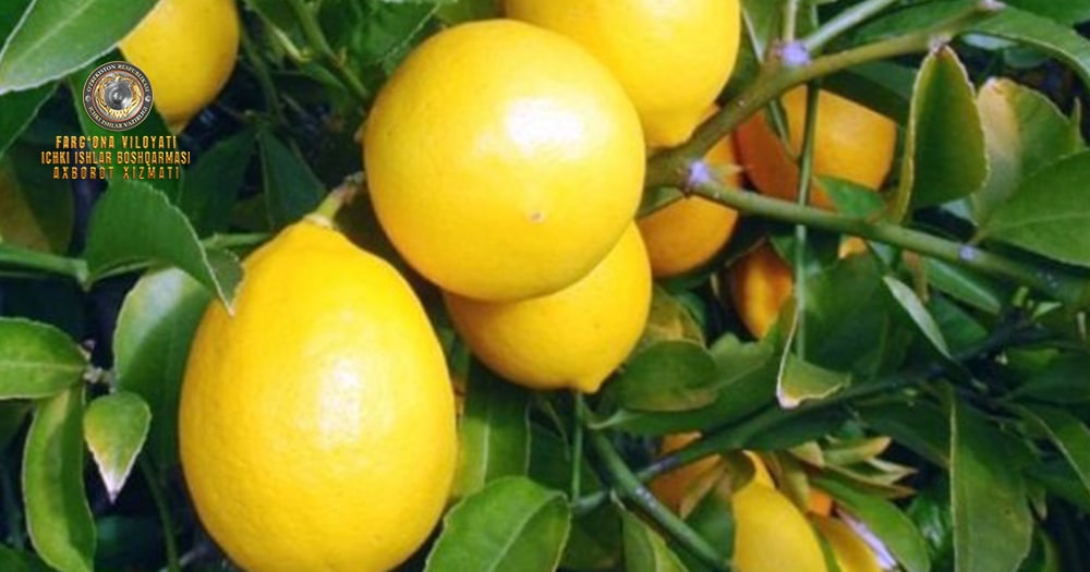 Quvasoy shahrida 23.000.000 soʻmlik limon mevalar aldov yoʻli bilan qoʻlga kiritildi