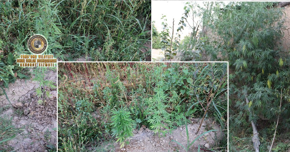 В Ферганском районе выявлен человек, ухаживающий за запрещенными растениями