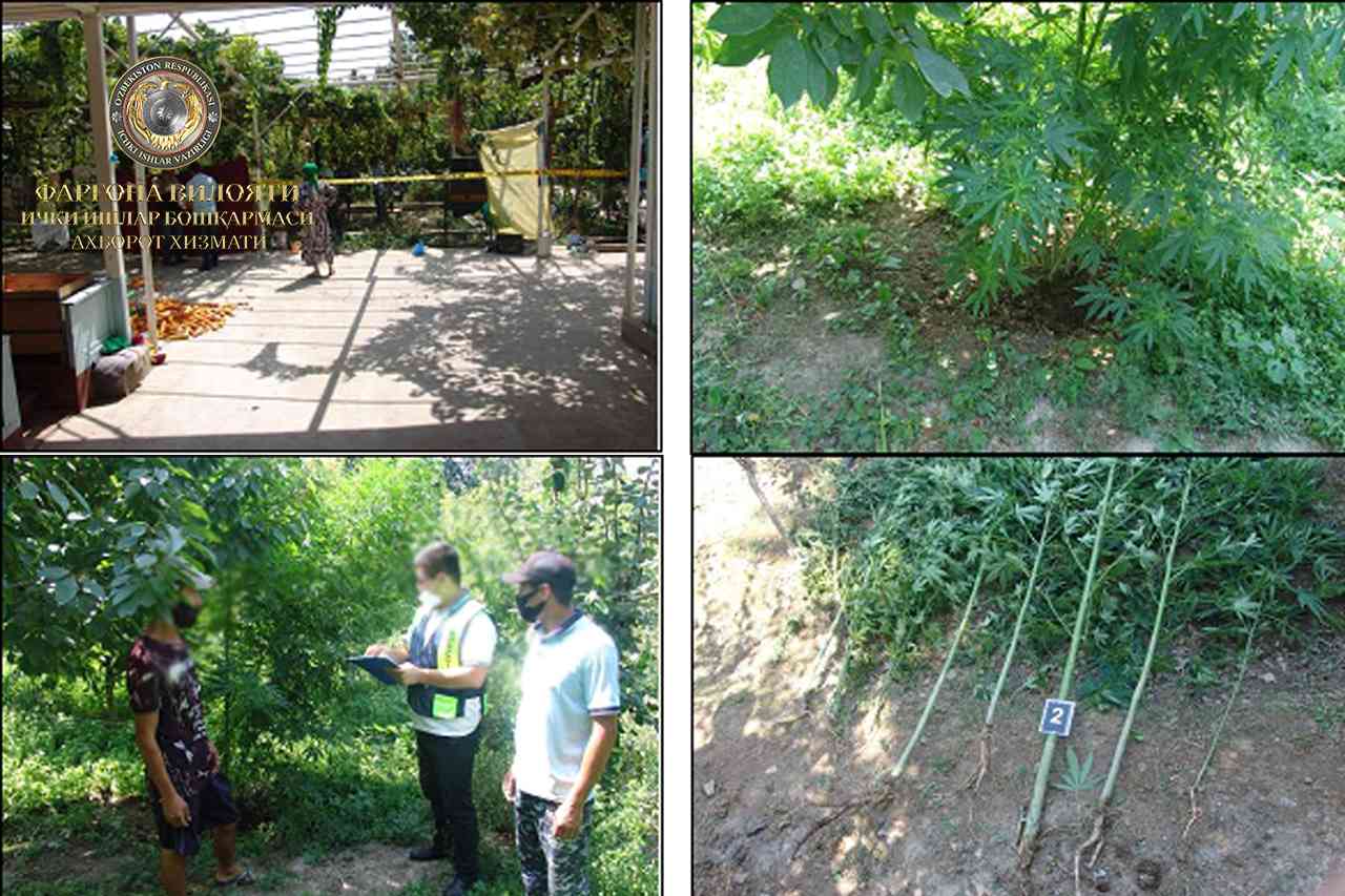 В Ферганском районе выявлен гражданин, выращивающий наркотикосодержащее растение «каннабис…