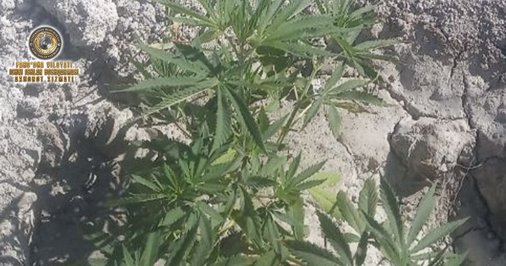 В городе Маргилан выявлен человек, выращивающий наркотическое растение 