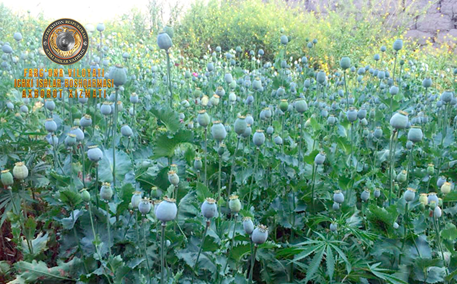 В Язъяванском районе разоблачен человек, выращивающий наркотические растения